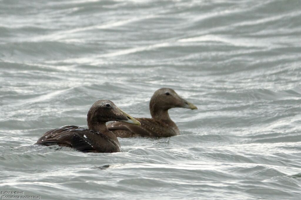 Eider à duvet