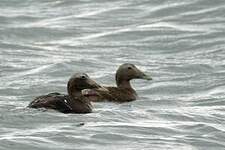 Eider à duvet