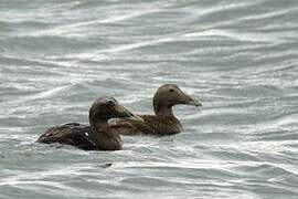 Common Eider