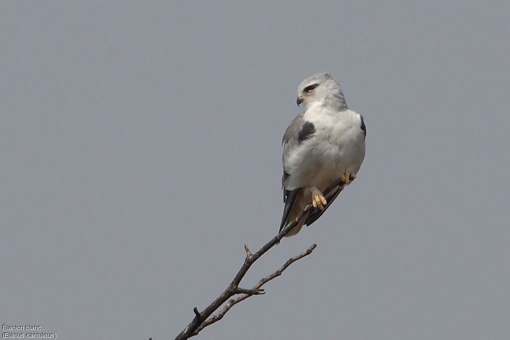 Black-winged Kite