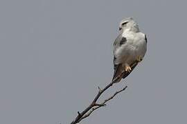 Black-winged Kite