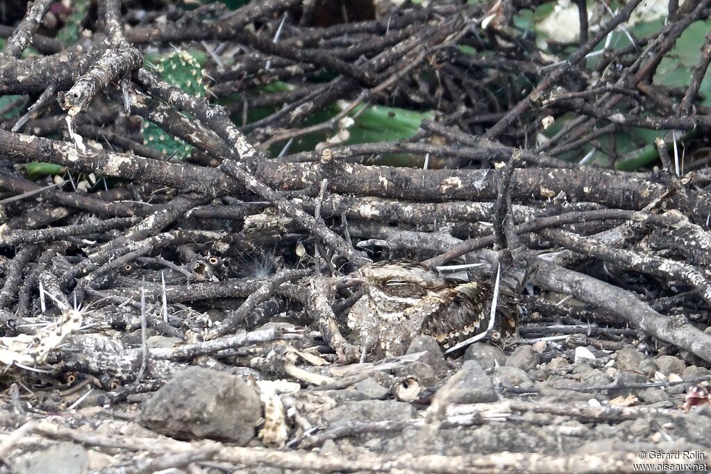 Slender-tailed Nightjar