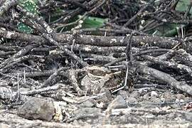 Slender-tailed Nightjar