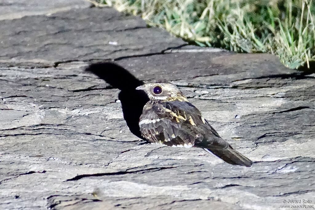 Slender-tailed Nightjar