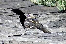 Slender-tailed Nightjar