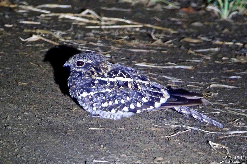 Square-tailed Nightjar