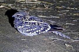 Square-tailed Nightjar