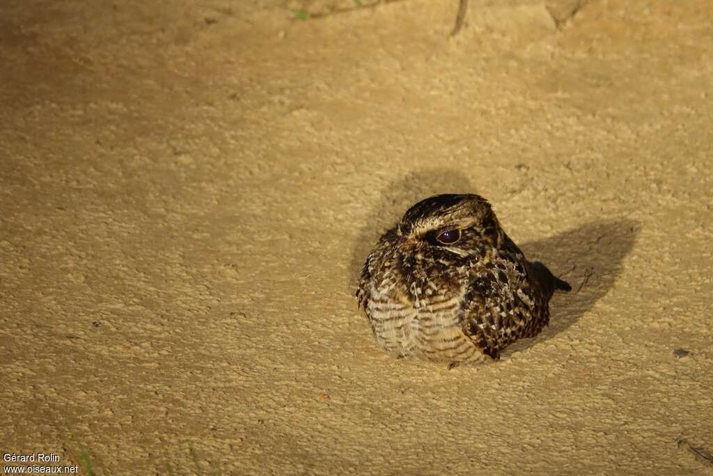 Swamp Nightjar, close-up portrait