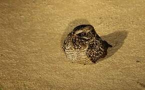 Swamp Nightjar