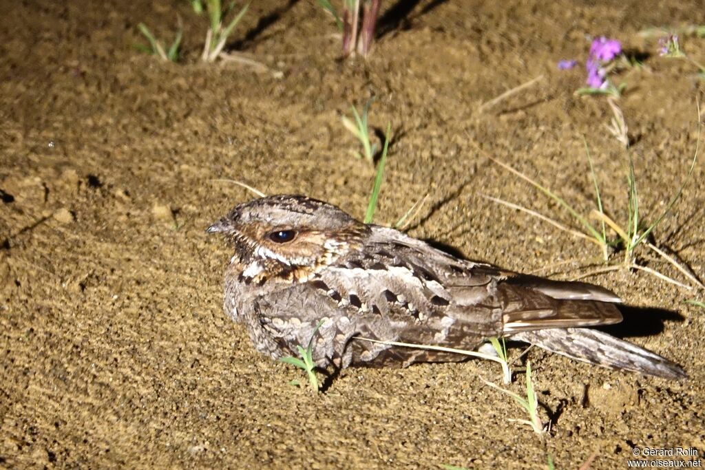 Fiery-necked Nightjar