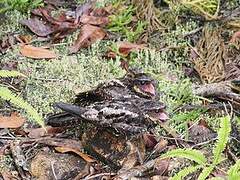 Satanic Nightjar