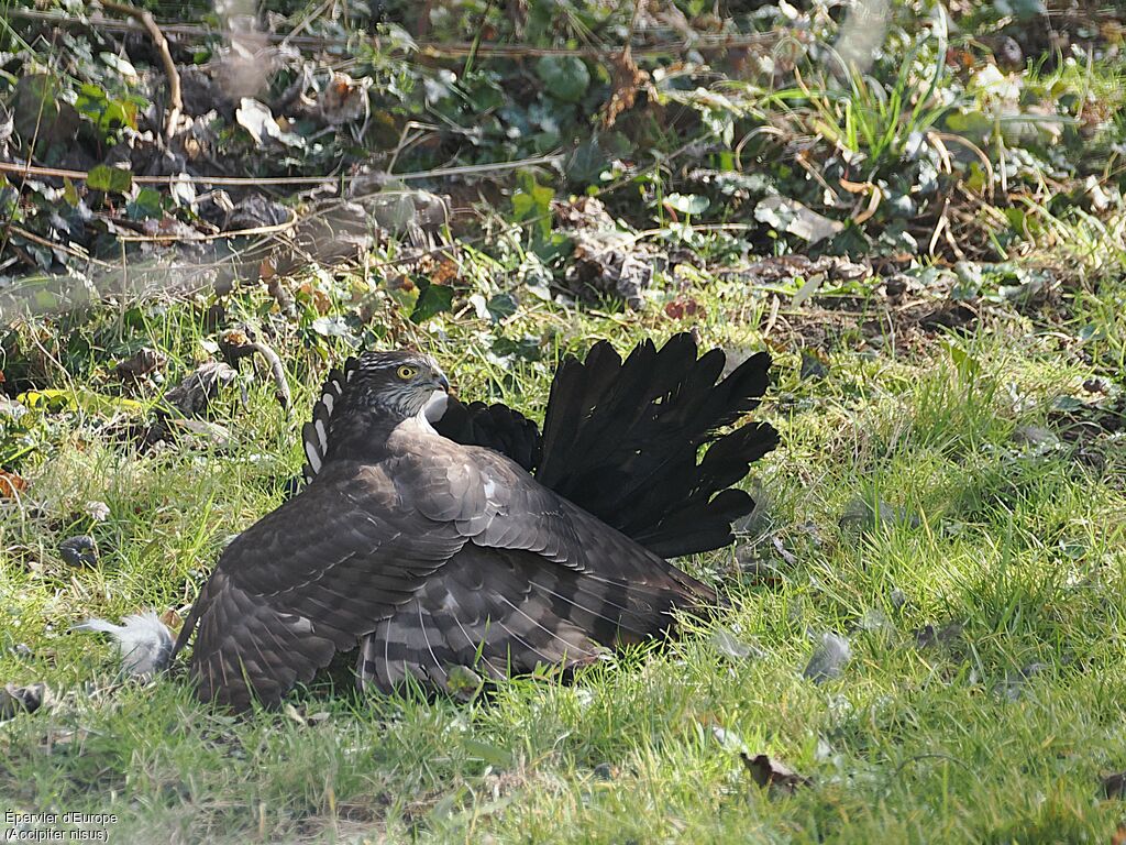 Épervier d'Europe