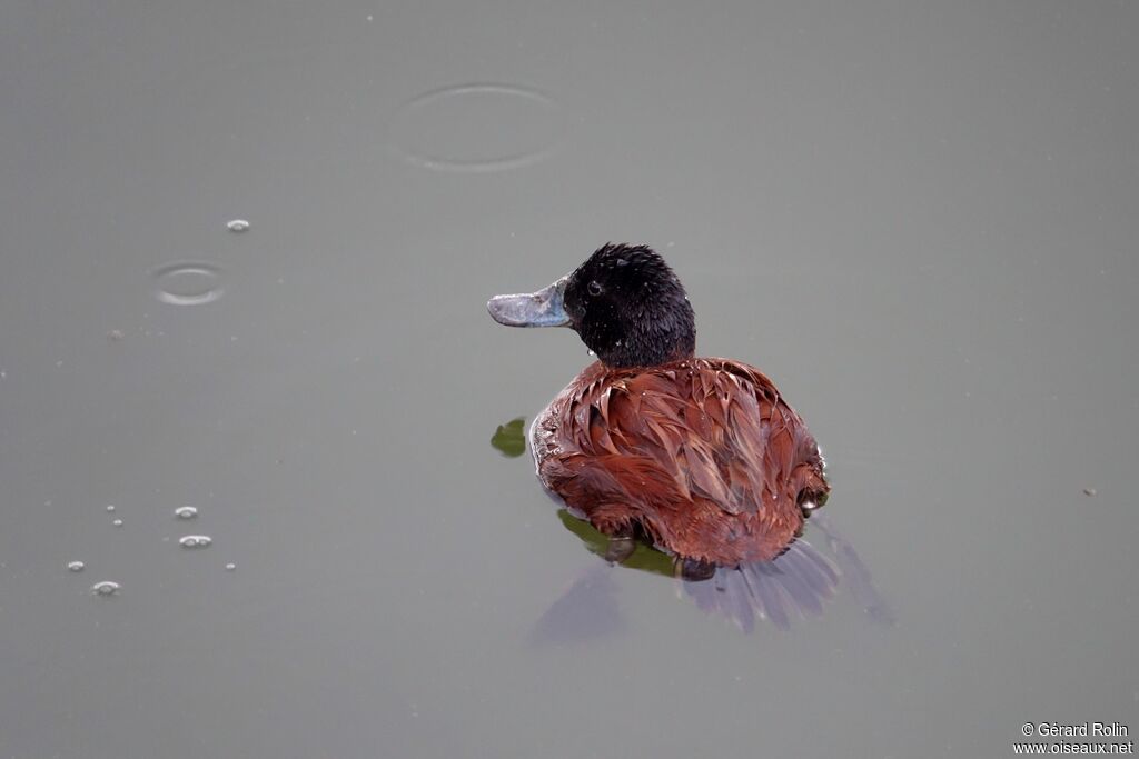 Andean Duck