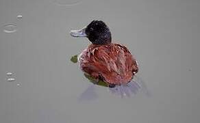 Andean Duck