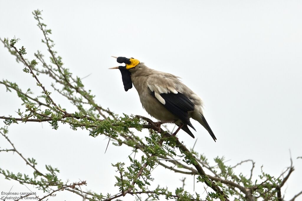 Wattled Starling