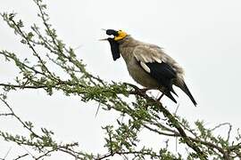 Wattled Starling