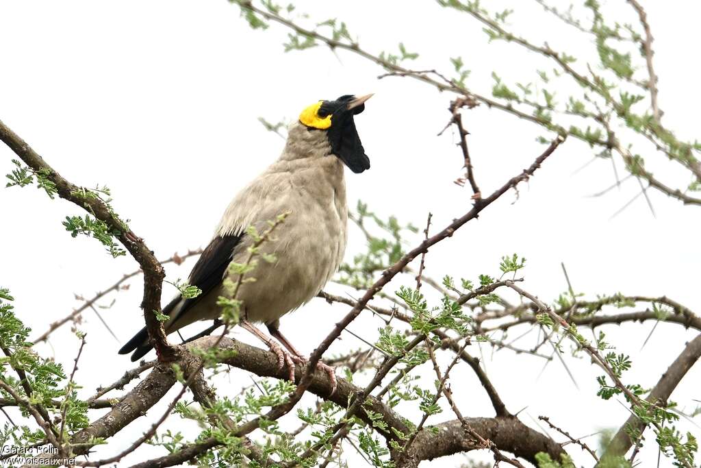 Wattled Starlingadult breeding, pigmentation