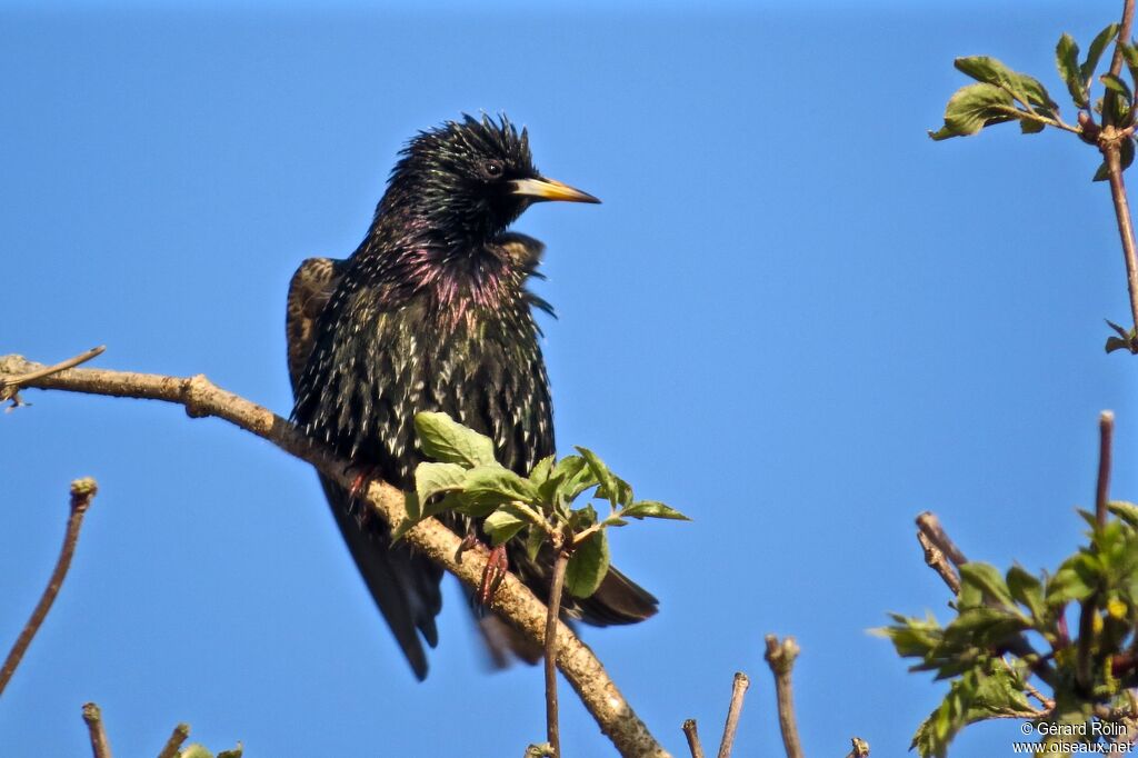 Common Starling