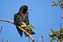 Common Starling