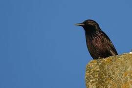 Common Starling