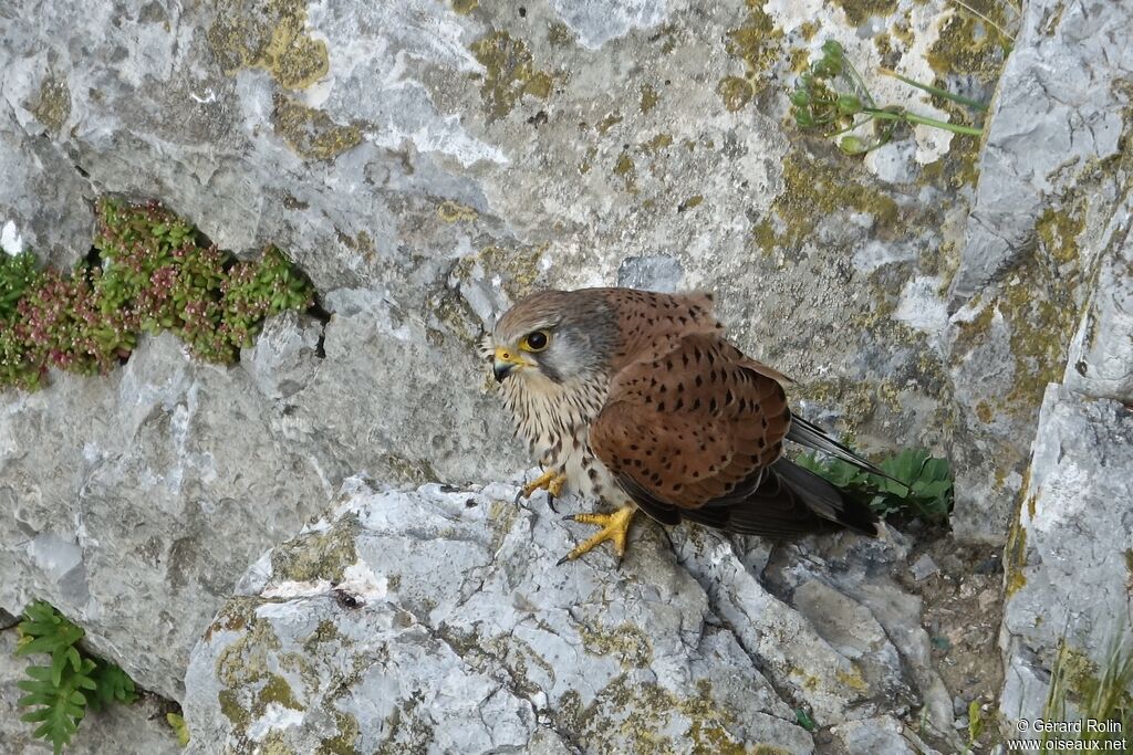 Common Kestrel