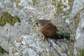 Common Kestrel