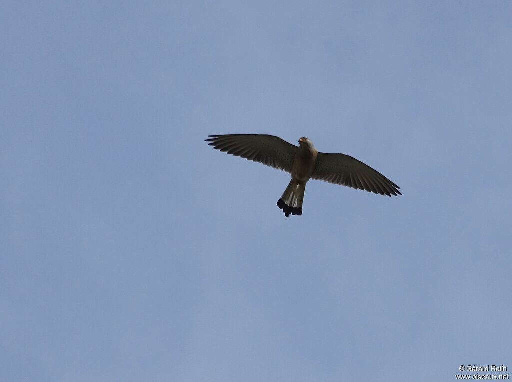 Lesser Kestrel