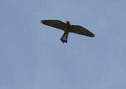 Lesser Kestrel