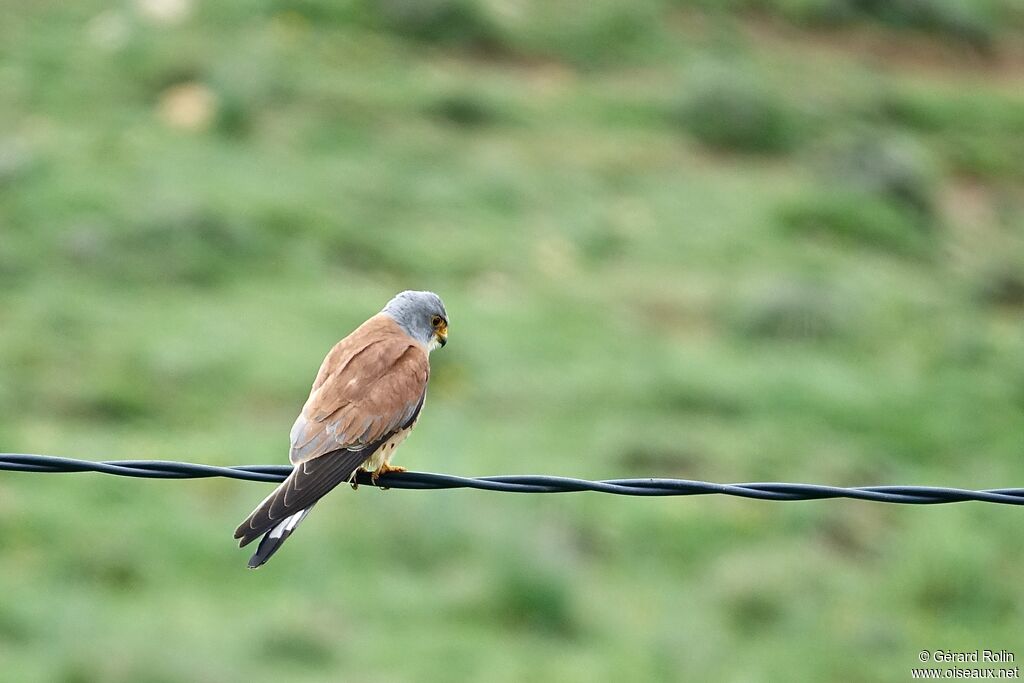 Lesser Kestrel