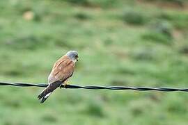 Lesser Kestrel