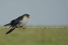 Amur Falcon