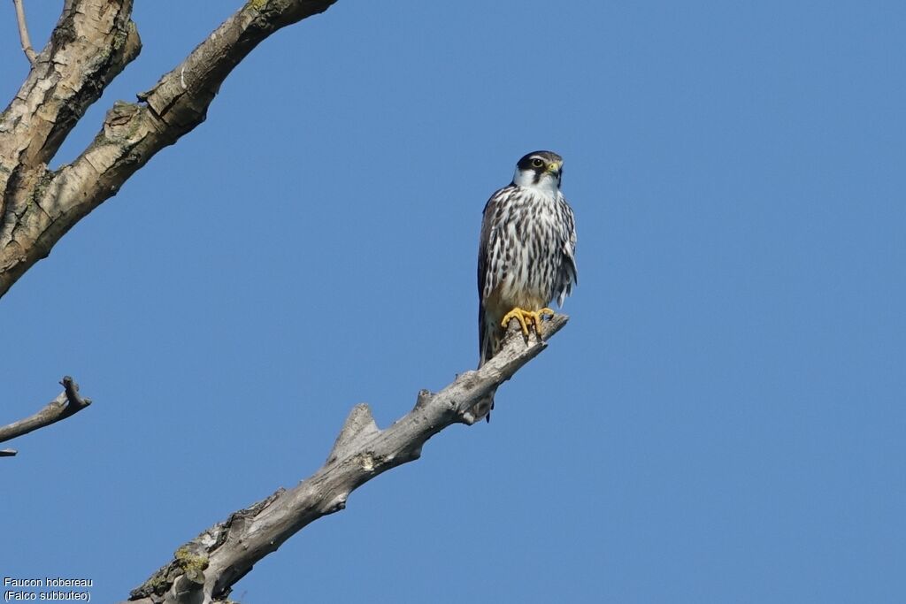 Eurasian Hobby