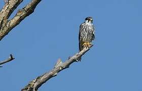 Eurasian Hobby