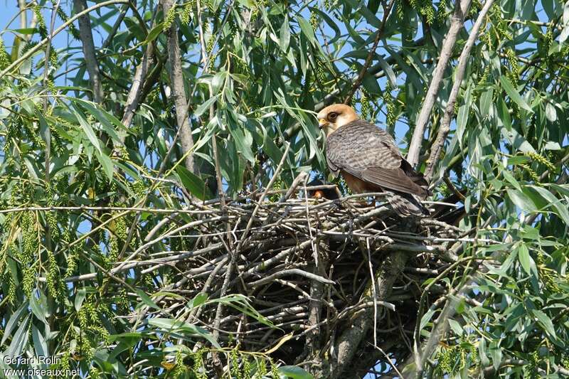 Red-footed Falconadult, Reproduction-nesting