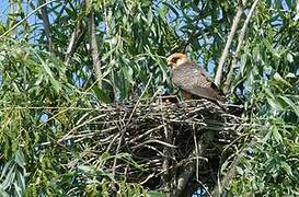 Red-footed Falcon