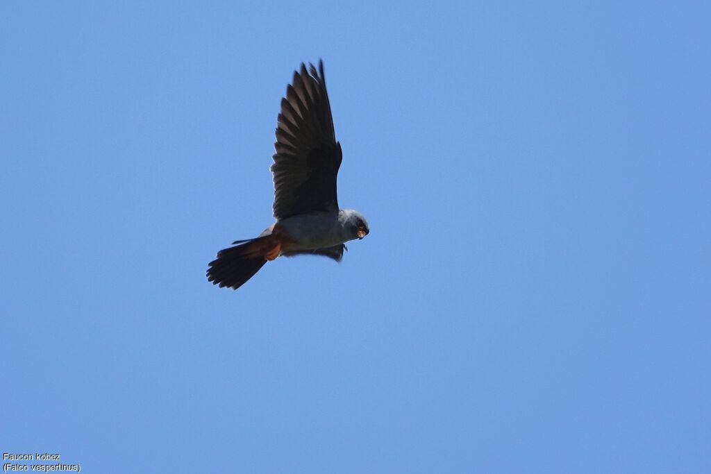 Red-footed Falcon male adult