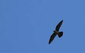 Red-footed Falcon