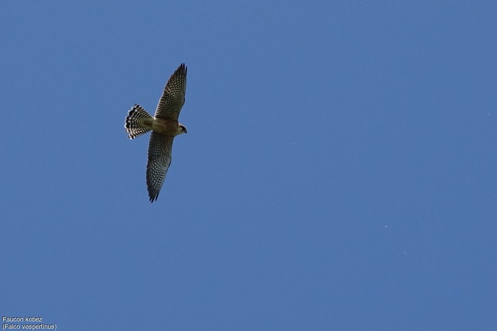 Red-footed Falcon