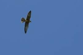 Red-footed Falcon