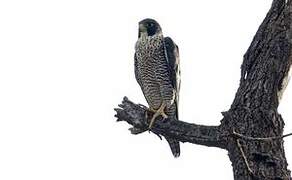 Peregrine Falcon