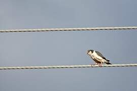 Pygmy Falcon