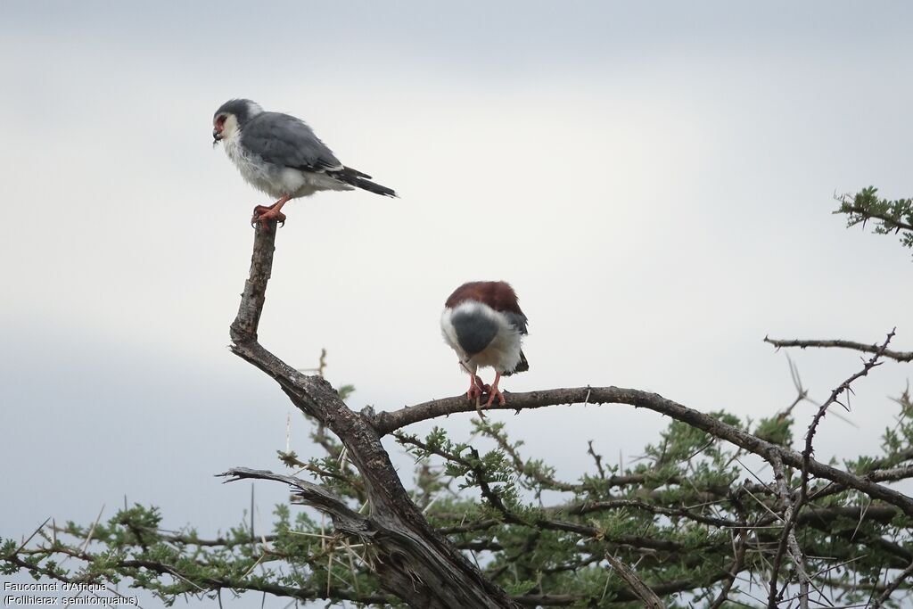 Pygmy Falcon