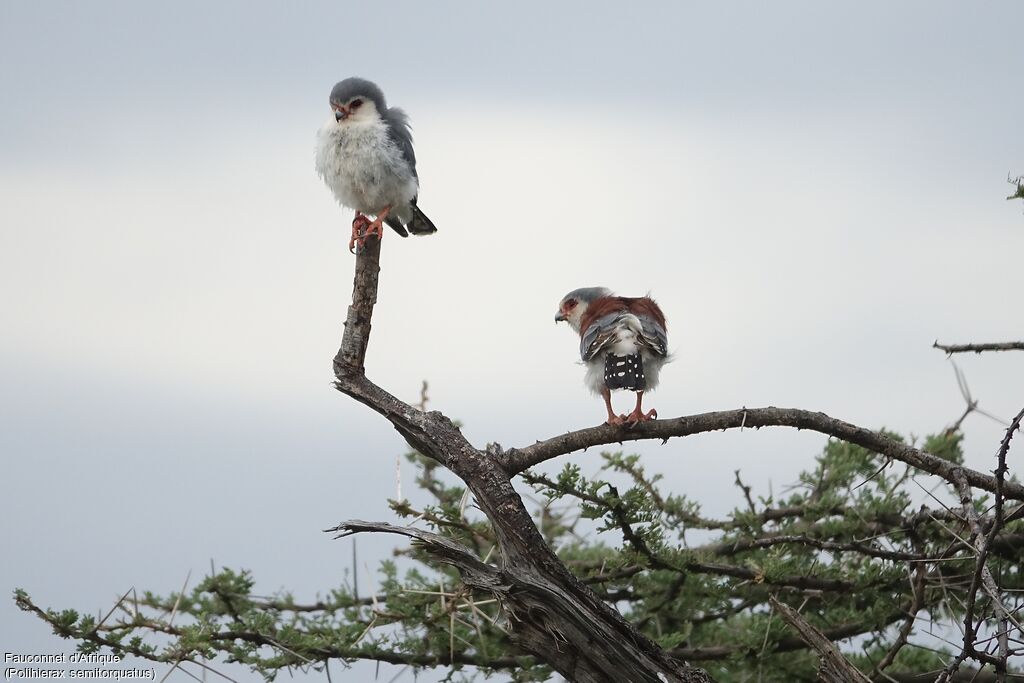 Fauconnet d'Afriqueadulte