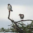 Fauconnet d'Afrique