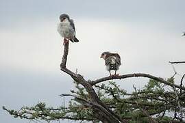 Pygmy Falcon