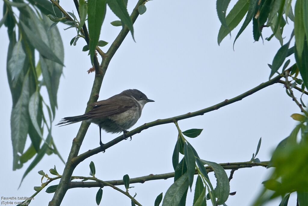 Lesser Whitethroat