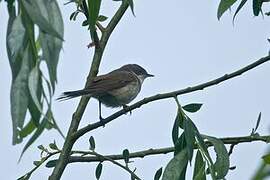 Lesser Whitethroat