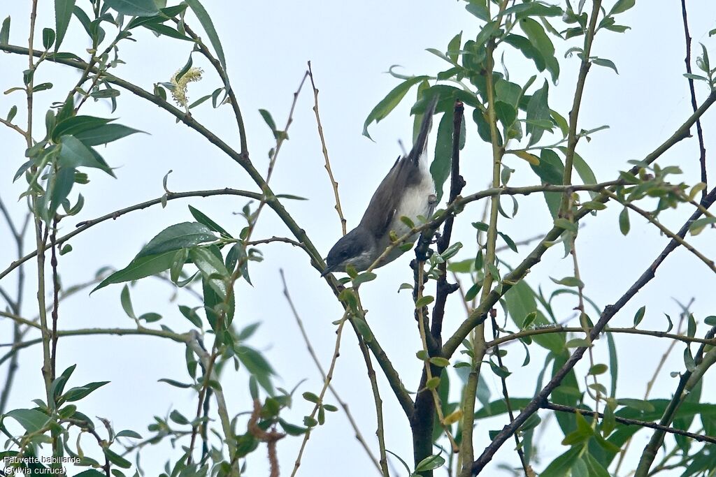 Lesser Whitethroat