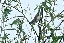 Lesser Whitethroat