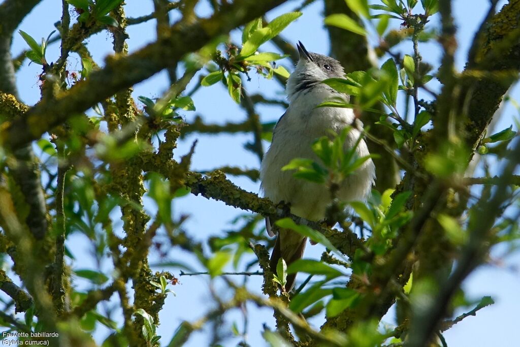 Lesser Whitethroat, song